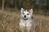 ALASKAN MALAMUTE 494